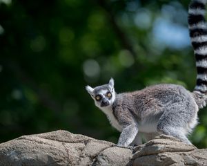 Preview wallpaper lemur, animal, glance, funny