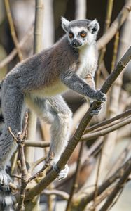 Preview wallpaper lemur, animal, glance, branches