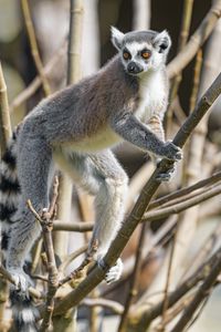 Preview wallpaper lemur, animal, glance, branches