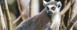 Preview wallpaper lemur, animal, glance, branches