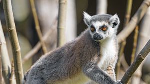 Preview wallpaper lemur, animal, glance, branches