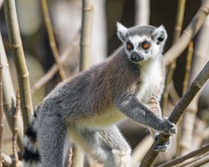 Preview wallpaper lemur, animal, glance, branches