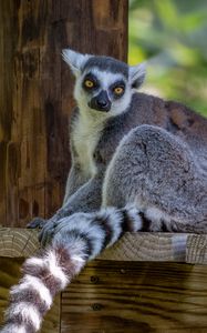 Preview wallpaper lemur, animal, glance