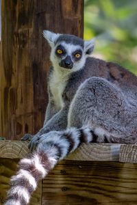 Preview wallpaper lemur, animal, glance