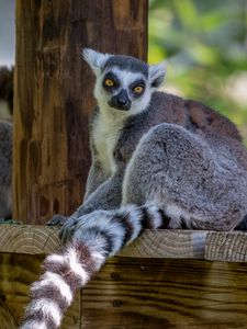 Preview wallpaper lemur, animal, glance