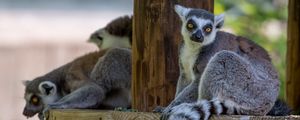 Preview wallpaper lemur, animal, glance