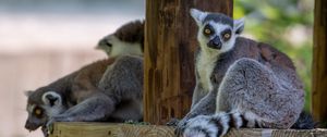 Preview wallpaper lemur, animal, glance