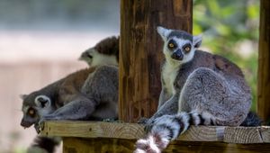 Preview wallpaper lemur, animal, glance
