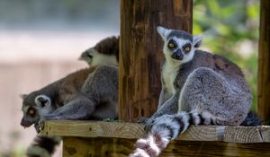 Preview wallpaper lemur, animal, glance