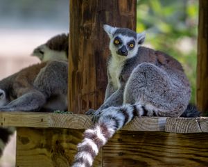 Preview wallpaper lemur, animal, glance