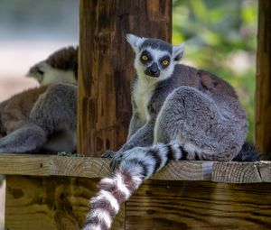 Preview wallpaper lemur, animal, glance