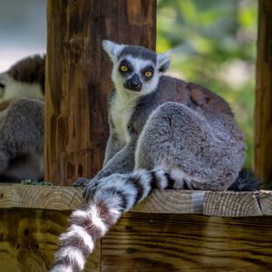 Preview wallpaper lemur, animal, glance