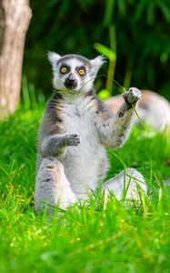 Preview wallpaper lemur, animal, grass, funny, wildlife