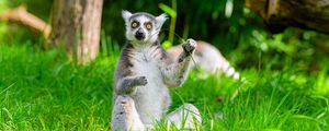 Preview wallpaper lemur, animal, grass, funny, wildlife