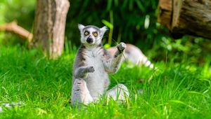 Preview wallpaper lemur, animal, grass, funny, wildlife