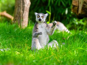 Preview wallpaper lemur, animal, grass, funny, wildlife