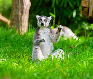 Preview wallpaper lemur, animal, grass, funny, wildlife