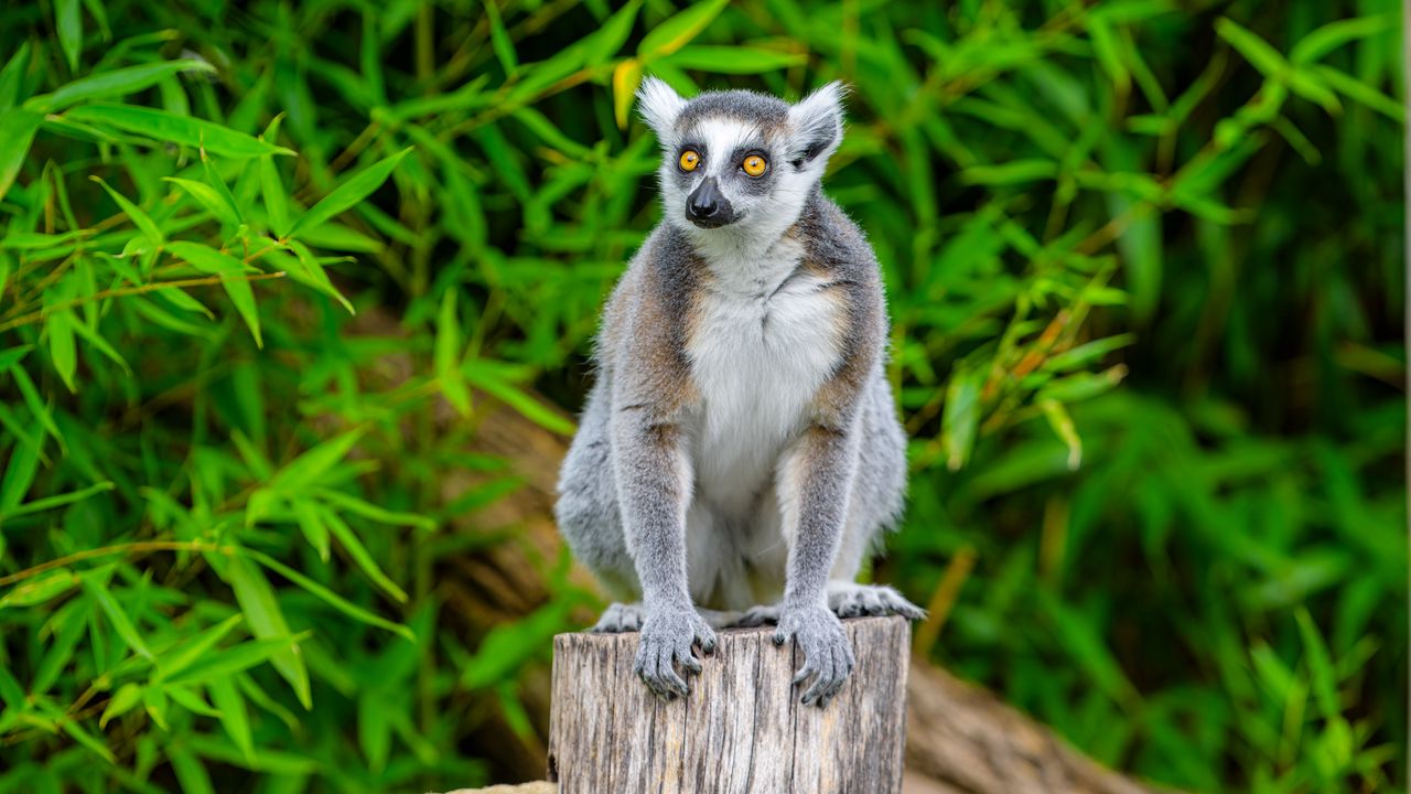 Wallpaper lemur, animal, grey, wildlife