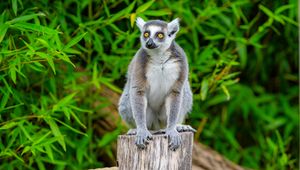 Preview wallpaper lemur, animal, grey, wildlife