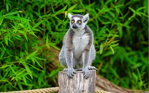 Preview wallpaper lemur, animal, grey, wildlife