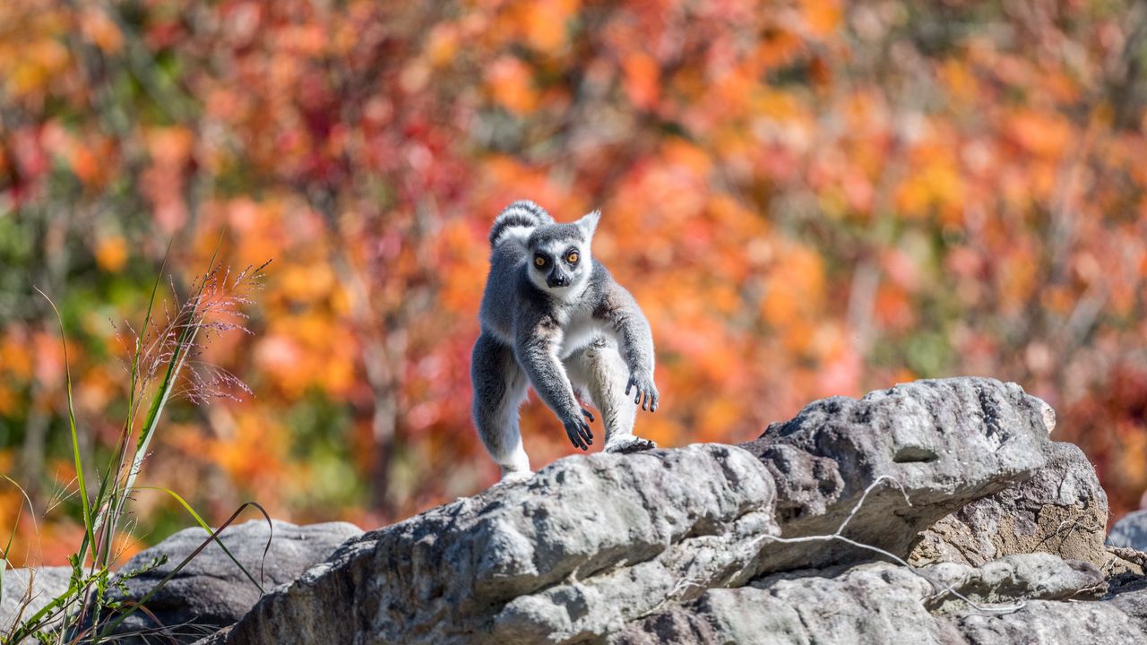 Wallpaper lemur, animal, jump, funny, autumn