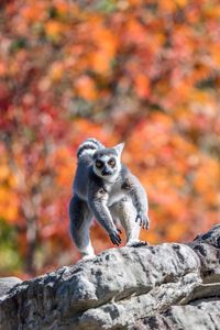 Preview wallpaper lemur, animal, jump, funny, autumn