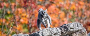 Preview wallpaper lemur, animal, jump, funny, autumn