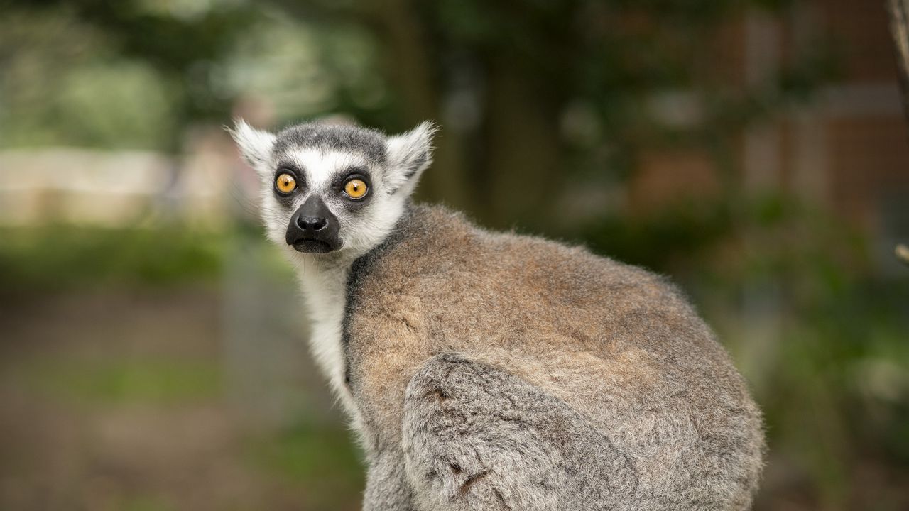 Wallpaper lemur, animal, log, wildlife