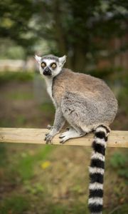 Preview wallpaper lemur, animal, log, wildlife