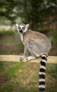 Preview wallpaper lemur, animal, log, wildlife