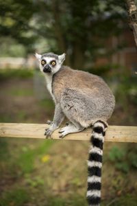 Preview wallpaper lemur, animal, log, wildlife