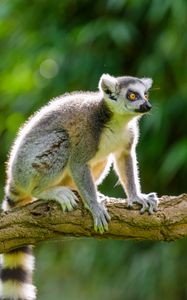 Preview wallpaper lemur, animal, log, branch, bark, wildlife