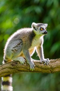 Preview wallpaper lemur, animal, log, branch, bark, wildlife