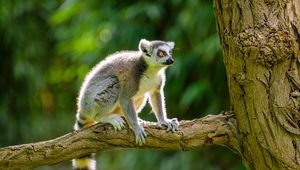 Preview wallpaper lemur, animal, log, branch, bark, wildlife