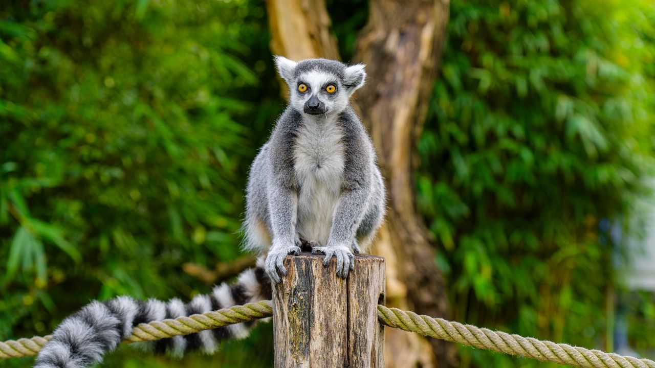 Wallpaper lemur, animal, log, wildlife, blur