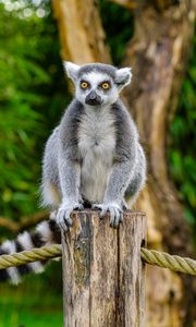 Preview wallpaper lemur, animal, log, wildlife, blur