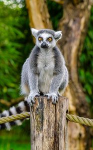 Preview wallpaper lemur, animal, log, wildlife, blur