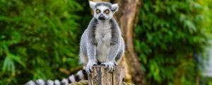 Preview wallpaper lemur, animal, log, wildlife, blur
