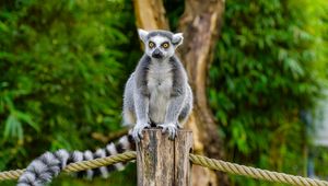 Preview wallpaper lemur, animal, log, wildlife, blur