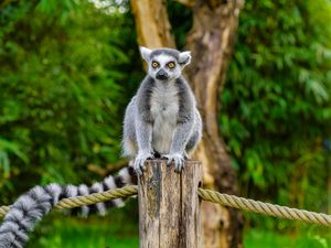Preview wallpaper lemur, animal, log, wildlife, blur