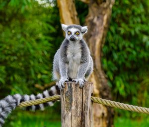 Preview wallpaper lemur, animal, log, wildlife, blur