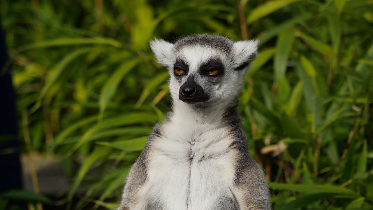 Wallpaper lemur, animal, meditation