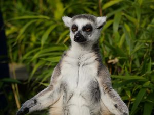 Preview wallpaper lemur, animal, meditation