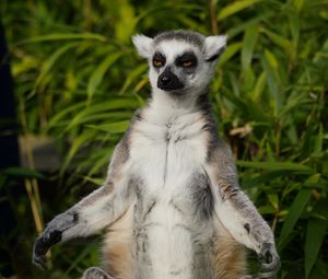 Preview wallpaper lemur, animal, meditation
