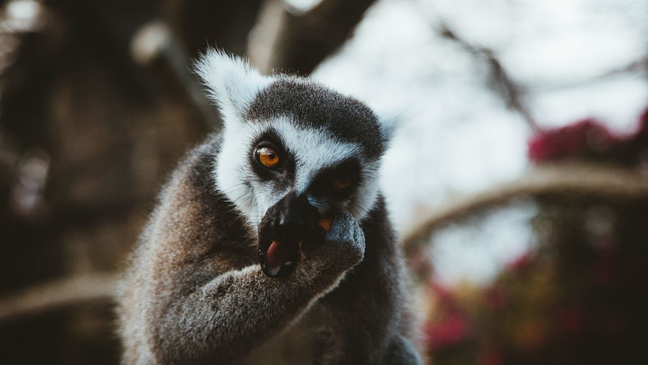 Wallpaper lemur, animal, muzzle, eat