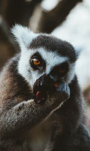 Preview wallpaper lemur, animal, muzzle, eat