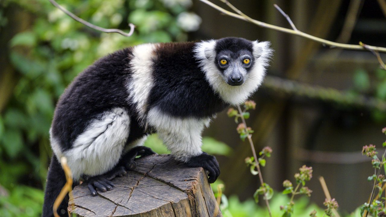 Wallpaper lemur, animal, muzzle, glance