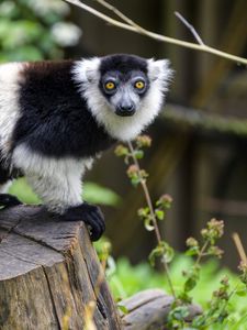 Preview wallpaper lemur, animal, muzzle, glance