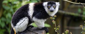 Preview wallpaper lemur, animal, muzzle, glance