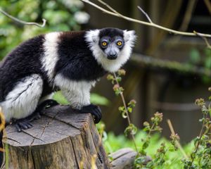 Preview wallpaper lemur, animal, muzzle, glance